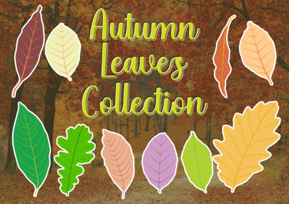 Autumn Leaves Collection: Graphics & Decorative Elements